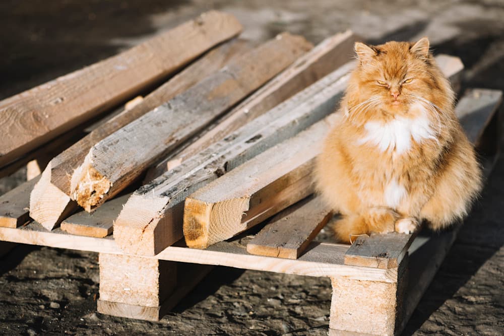 Cat on a construction site
