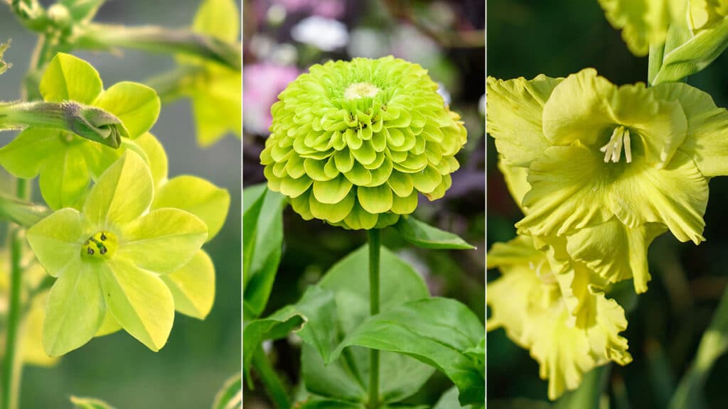 Green flowers blooming