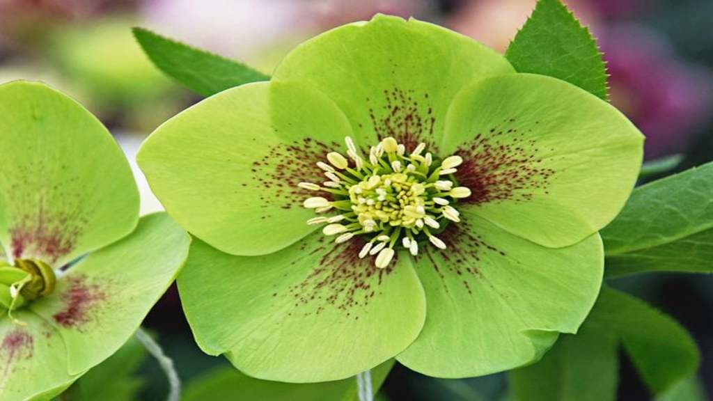 green flower