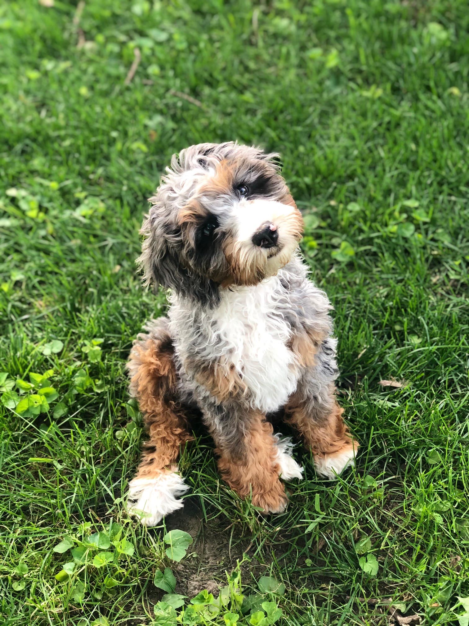 Whitney Vick puppy