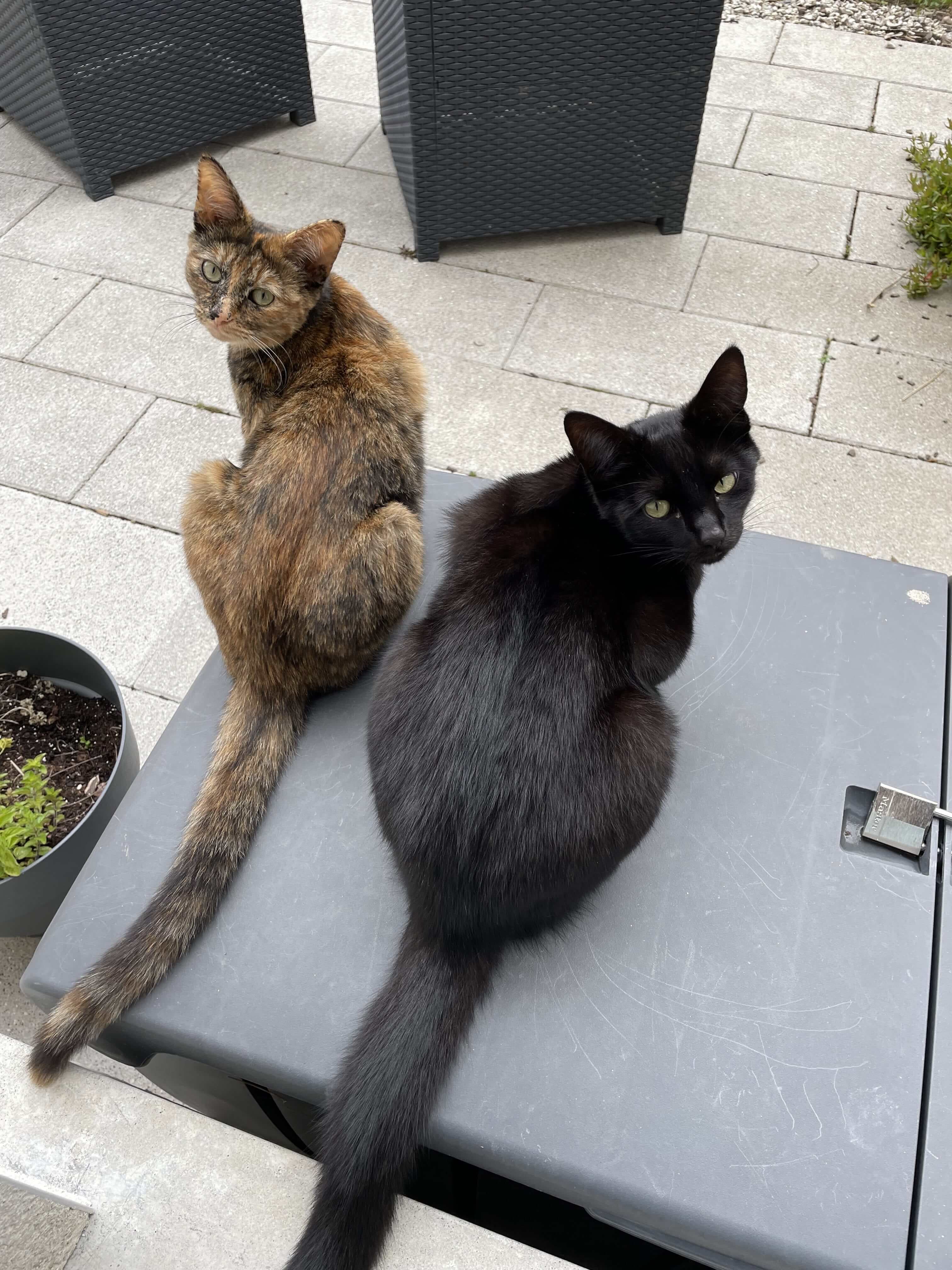 Pepper and Alf